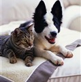 HUNDPENSIONAT